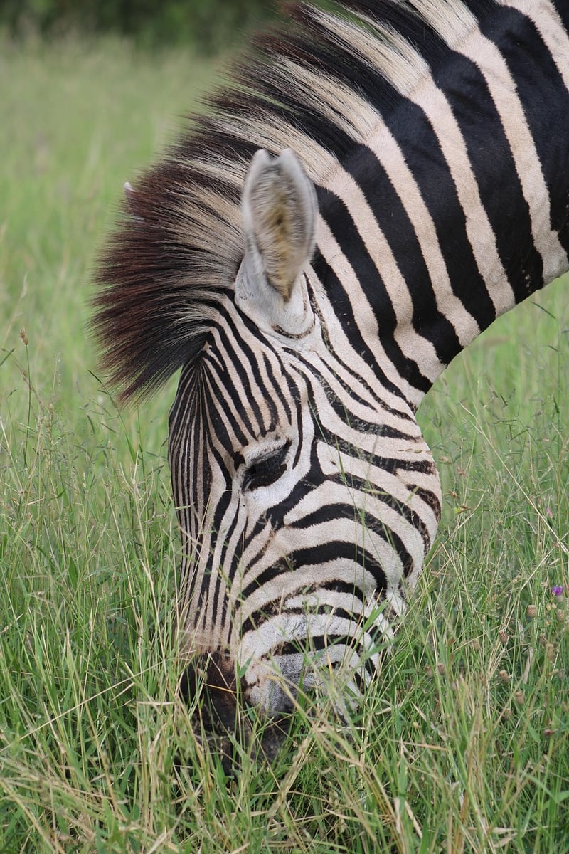 Serengeti National Park in Tanzania